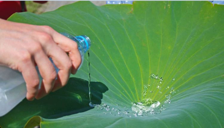 bioplastics repel liquid and dirt