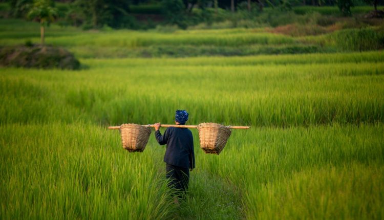 Our rice bran waxes are a great testament, a step closer to more sustainable plastics.